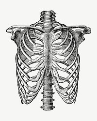 Human lungs anatomy, vintage bone illustration psd. Remixed by rawpixel.