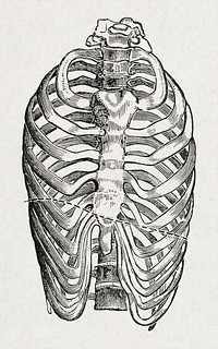 Anatomy, physiology and hygiene (1890), vintage bones illustration. Original public domain image from Wikimedia Commons.  Digitally enhanced by rawpixel.