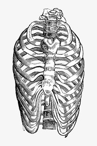 Vintage human bones, medical illustration. Remixed by rawpixel.