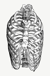 Vintage human bones, medical illustration psd. Remixed by rawpixel.