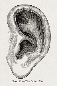 Anatomy, physiology and hygiene (1890), vintage ear illustration. Original public domain image from Wikimedia Commons.  Digitally enhanced by rawpixel.