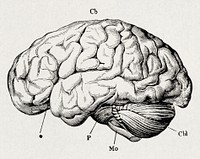 The human body. A beginner's text-book of anatomy, physiology and hygiene (1884), vintage human brain illustration. Original public domain image from Wikimedia Commons.  Digitally enhanced by rawpixel.