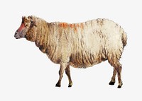 Sheep, vintage farm animal illustration. Remixed by rawpixel.