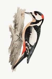 Woodpecker bird, vintage animal illustration by Wilhelm von Wright psd. Remixed by rawpixel.