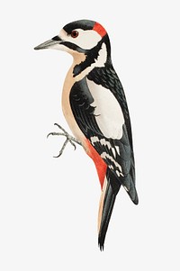 Woodpecker bird, vintage animal illustration by Wilhelm von Wright. Remixed by rawpixel.