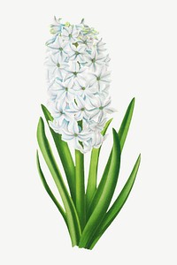 Hyacinths flower, vintage flower illustration by Arentine H. Arendsen psd. Remixed by rawpixel.