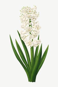 Hyacinths flower, vintage flower illustration by Arentine H. Arendsen psd. Remixed by rawpixel.