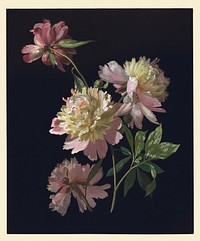 Flower Study, Peonies (1900), vintage botanical illustration. Original public domain image from The Smithsonian Institution.  Digitally enhanced by rawpixel.