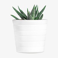 Haworthia isolated image on white