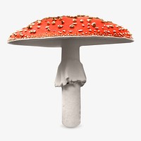 Toadstool mushroom, fly agaric image element.