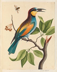 Vintage bird illustration