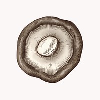 Shiitake mushroom illustration vector