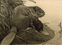 Beaver with baby beaver (between 1890 and 1932) by Charles Livingston Bull