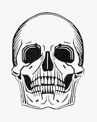 Skull line art psd