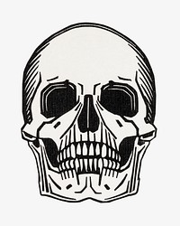 Human skull line art white background
