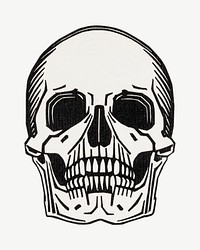 Human skull line art psd