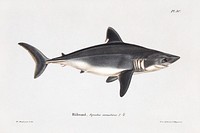 Porbeagle, female (1836 - 1857) chromolithograph art by Wilhelm von Wright. Original public domain image from Finnish National Gallery Digitally enhanced by rawpixel.