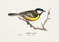 Great Tit (1829) by Wilhelm von Wright, vintage bird illustration. Original public domain image from Finnish National Gallery. Digitally enhanced by rawpixel.