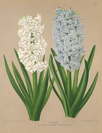 Hyacinths, Plate 31 from A. C. Van Eeden's "Flora of Haarlem" (1836-1915),  vintage flower illustration by Arentine H. Arendsen. Original public domain image from The Smithsonian Institution.  Digitally enhanced by rawpixel.