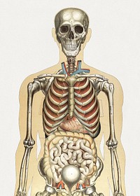 The human body and natural size: colored and superimposed plates, with explanatory text (1899) vintage illustration by Julien Bougle. Original public domain image from Wikimedia Commons. Digitally enhanced by rawpixel.