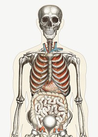 Human anatomy vintage illustration psd. Remixed by rawpixel. 