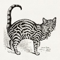 The cat, a guide to the classification and varieties of cats and a short tratise upon their care, diseases, and treatment (1895) vintage illustration by Rush Shippen Huidekoper. Original public domain image from Wikimedia Commons. Digitally enhanced by rawpixel.