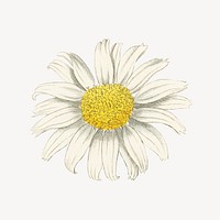 Vintage white daisy flower illustration psd
