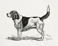 The American book of the dog. The origin, development, special characteristics, utility, breeding, training, points of judging, diseases, and kennel management of all breeds of dogs (1891) vintage icon by George O. Shields. Original public domain image from Wikipedia. Digitally enhanced by rawpixel.