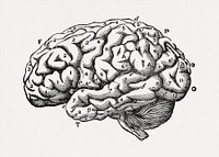 The brain as an organ of mind (1896) vintage icon by Bastian, H. Charlton. Original public domain image from Wikipedia. Digitally enhanced by rawpixel.