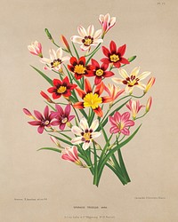 Sparaxis Tricolor Varr., Plate 77 from A. C. Van Eeden's "Flora of Haarlem" (1881) chromolithograph by Arentine H. Arendsen. Original public domain image from The Smithsonian Institution. Digitally enhanced by rawpixel.