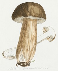 This is a plate from James Sowerby's Coloured Figures of English Fungi or Mushrooms (2008), vintage botanical illustration by James Sowerby. Original public domain image from Wikimedia Commons.  Digitally enhanced by rawpixel.