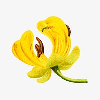 Vintage yellow flower, Maryland wild senna illustration. Remixed from our own original 1879 edition of Nederlandsche Flora en Pomona. 