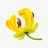 Vintage yellow flower, Maryland wild senna illustration, collage element psd. Remixed from our own original 1879 edition of Nederlandsche Flora en Pomona. 