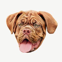 Brown wrinkly Bulldog head psd