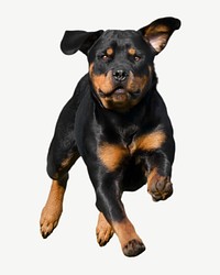 Running black Rottweiler psd