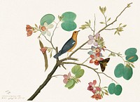 An Orange-Headed Ground Thrush and a Death's-Head Moth on a Purple Ebony Orchid Branch (1778), vintage botanical illustration by Shaikh Zain al–Din. Original public domain image from The MET Museum. Digitally enhanced by rawpixel.