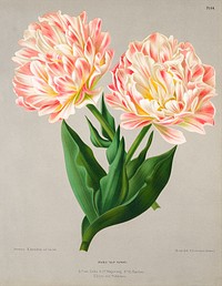 Double Tulip Raphael, Plate 64 from A. C. Van Eeden's "Flora of Haarlem" (1881), vintage flower illustration by Arentine H. Arendsen. Original public domain image from The Smithsonian Institution. Digitally enhanced by rawpixel.