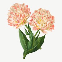 Double tulips, vintage flower illustration by Arentine H. Arendsen psd. Remixed by rawpixel.