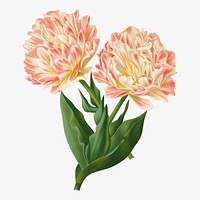 Double tulips, vintage flower illustration by Arentine H. Arendsen. Remixed by rawpixel.