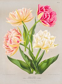 Double Tulips, Plate 54 from A. C. Van Eeden's "Flora of Haarlem" (1881), vintage flower illustration by Arentine H. Arendsen. Original public domain image from The Smithsonian Institution. Digitally enhanced by rawpixel.