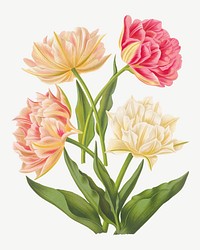 Double tulips, vintage flower illustration by Arentine H. Arendsen psd. Remixed by rawpixel.