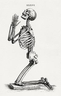 Human skeleton kneeling in prayer (1733), vintage illustration by William Cheselden. Original public domain image from Wikimedia Commons. Digitally enhanced by rawpixel.