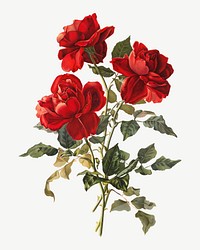 Red Roses, vntage flower illustration by Grace Barton Allen psd. Remixed by rawpixel.