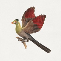 Tauraco leucotis (White-cheeked Turaco) (1737–1770), vintage animal illustration by Luigi Balugani. Original public domain image from Yale Center for British Art. Digitally enhanced by rawpixel.