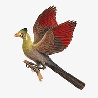 White-cheeked Turaco, vintage animal illustration by Luigi Balugani. Remixed by rawpixel.