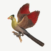 White-cheeked Turaco, vintage animal illustration by Luigi Balugani psd. Remixed by rawpixel.