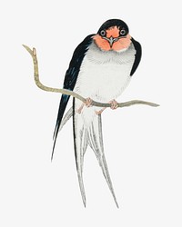Ohara Koson's swallow, Japanese bird illustration. Remixed by rawpixel.