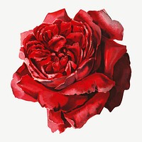 Red rose, vintage flower illustration psd. Remixed by rawpixel.