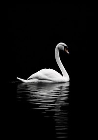 A white swan in the black river outdoors animal nature. AI generated Image by rawpixel.