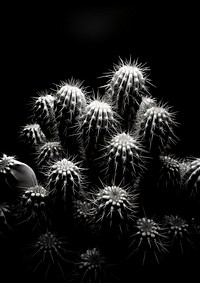 Cactus garden plant black white. AI generated Image by rawpixel.